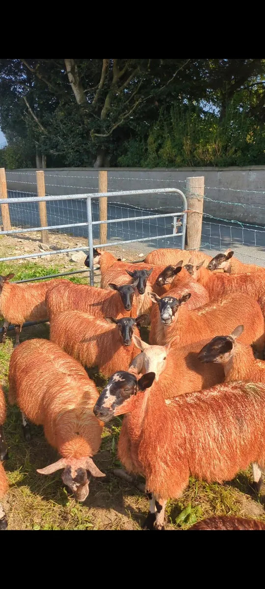 Mule Ewe Lambs - Image 4