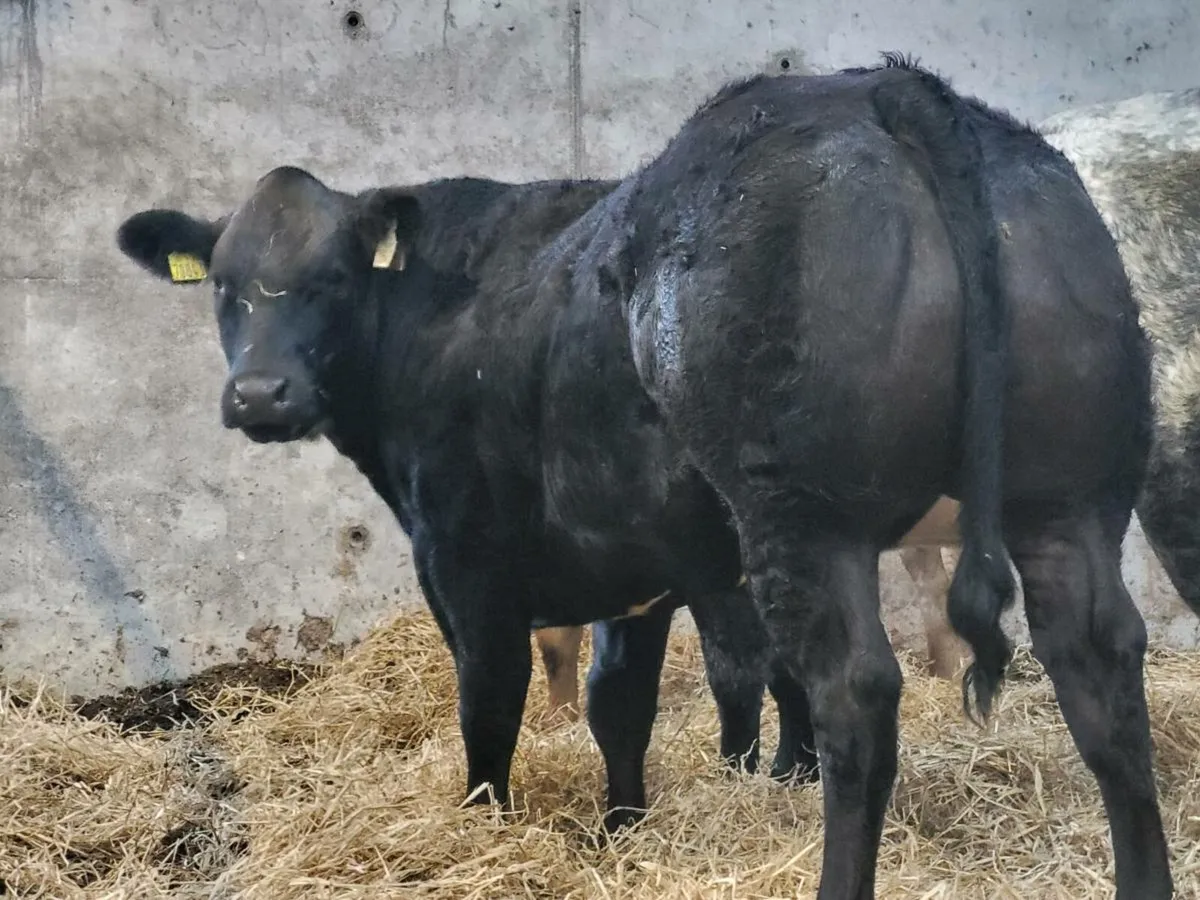 Blue heifers For Gort - Image 1