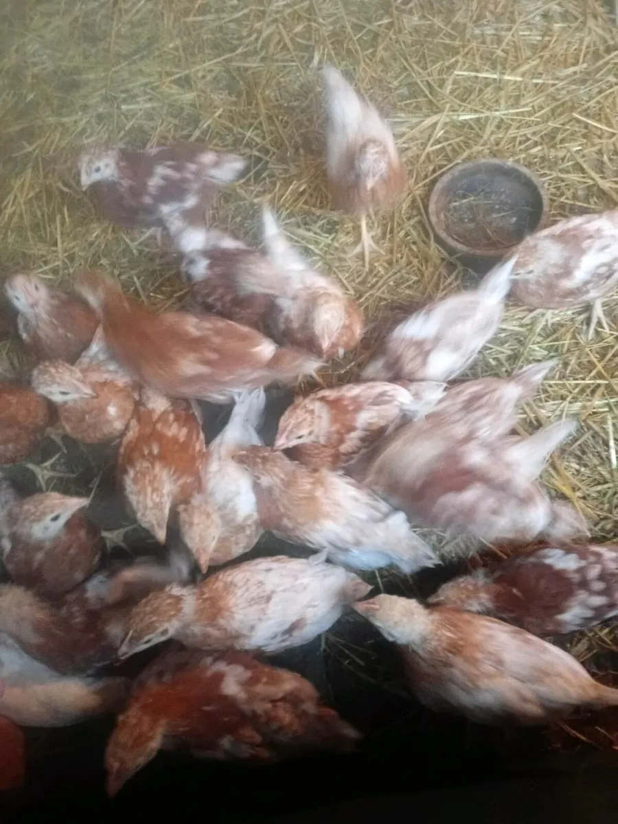 Poultry - Image 1
