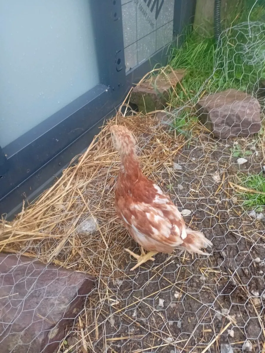 Poultry - Image 2