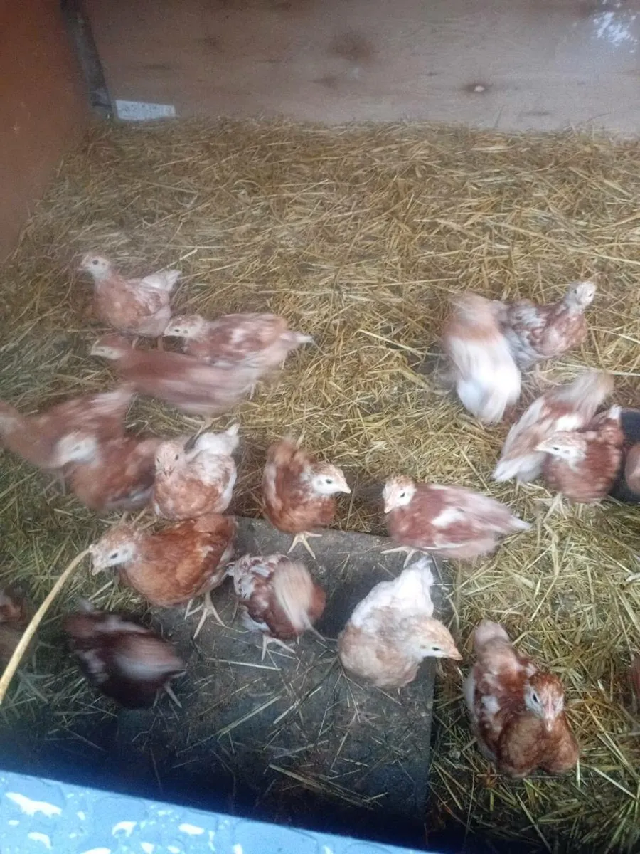 Poultry - Image 3