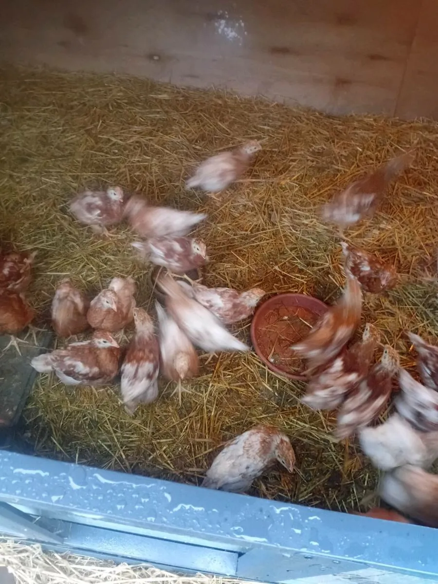 Poultry - Image 4