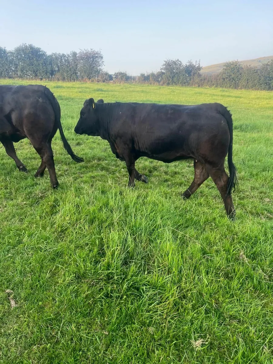 Two black limousin bulling heifers - Image 1
