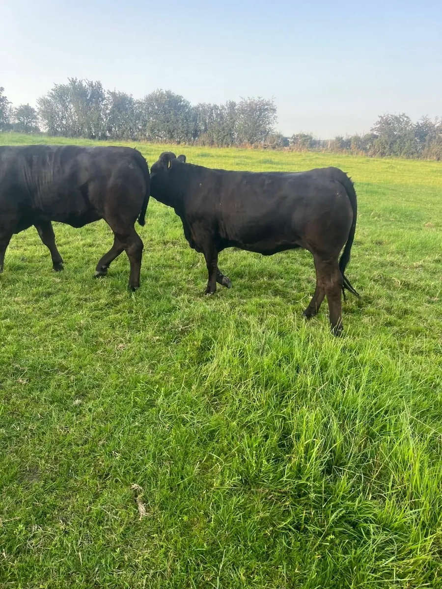 Two black limousin bulling heifers - Image 2