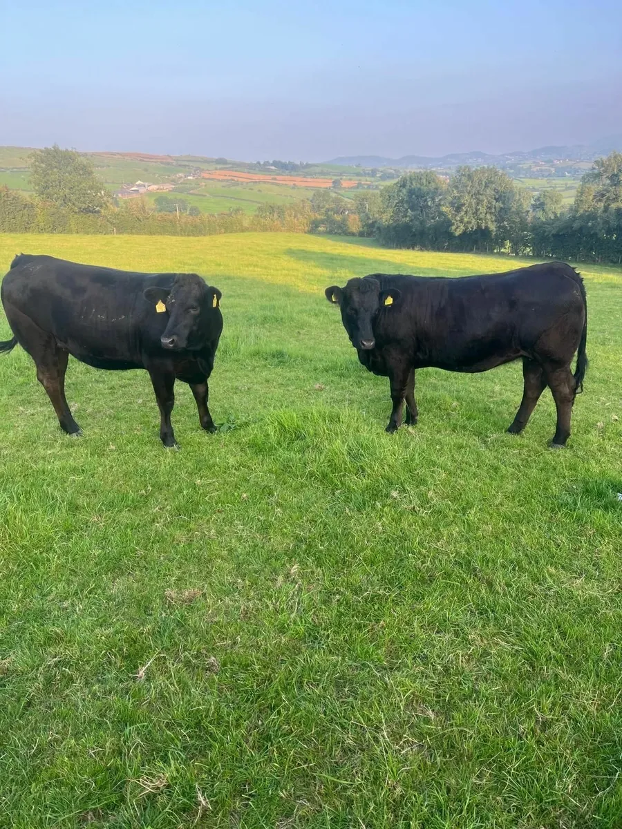 Two black limousin bulling heifers - Image 3