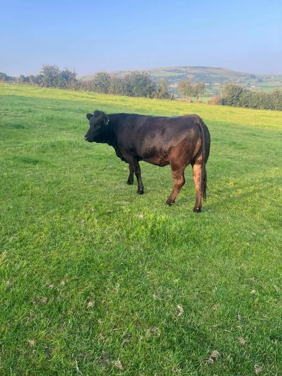 Two black limousin bulling heifers - Image 4