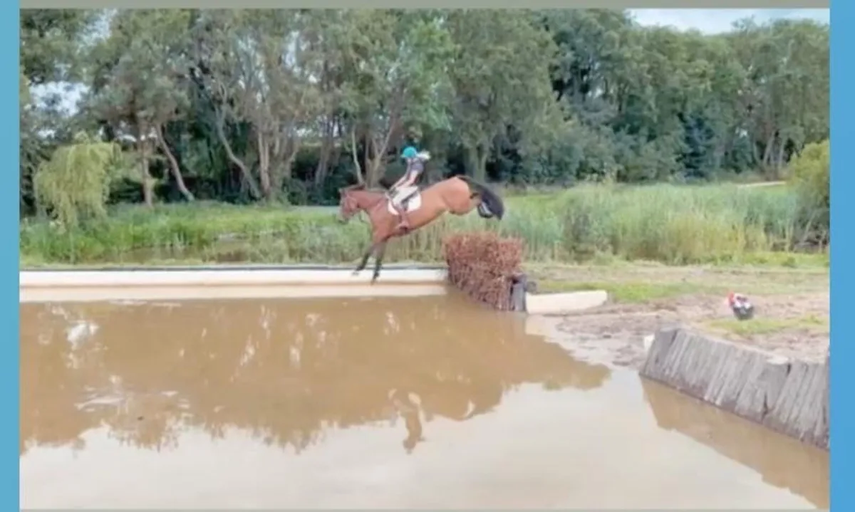 8yr old jumping mare - Image 2