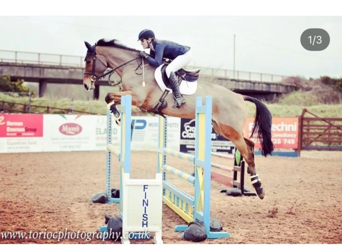 8yr old jumping mare - Image 1