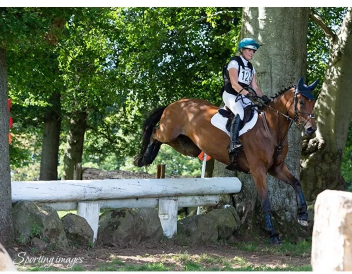 8yr old jumping mare - Image 3