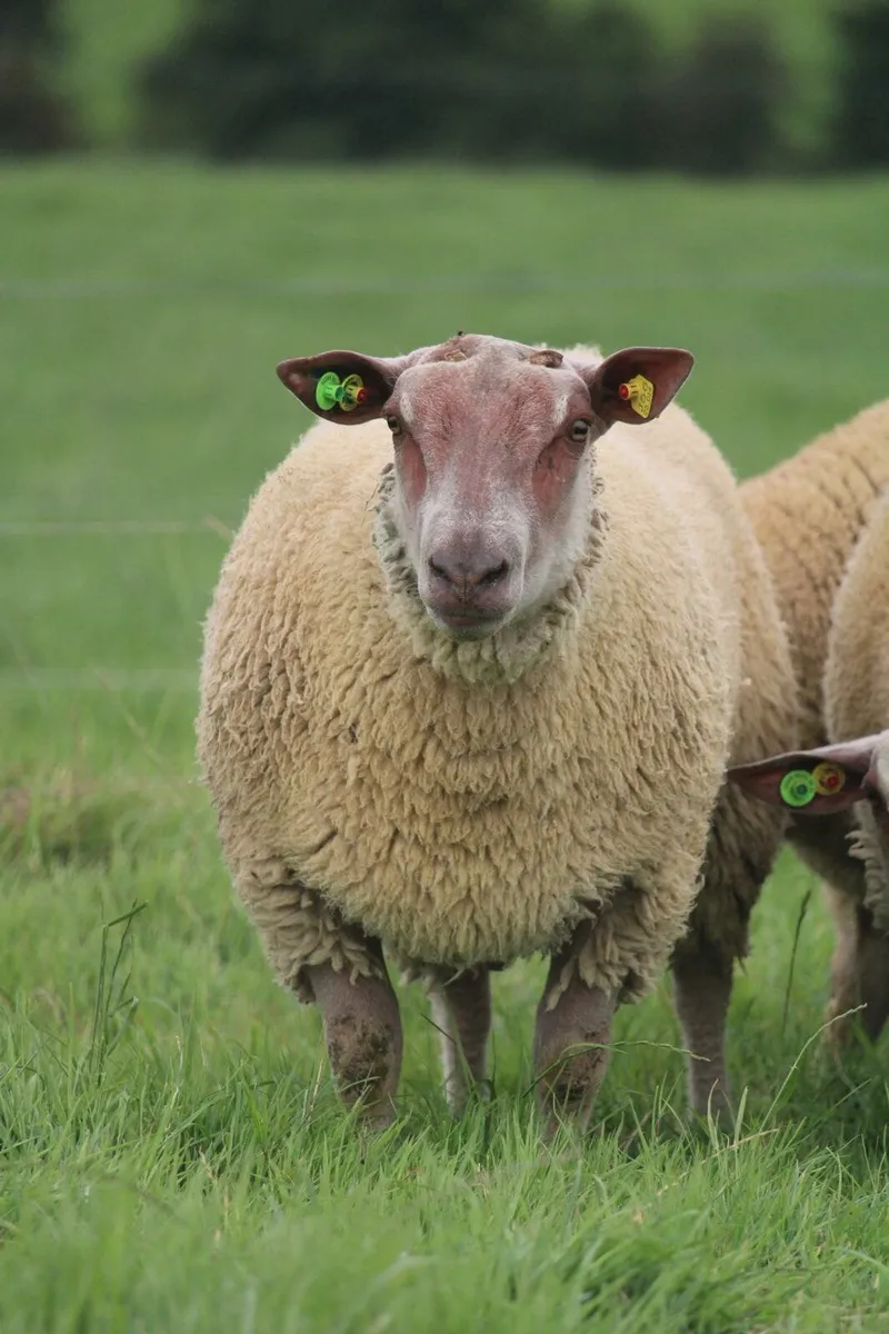 Charollais rams sis - Image 1