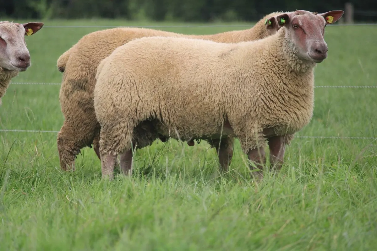 Charollais rams sis - Image 2