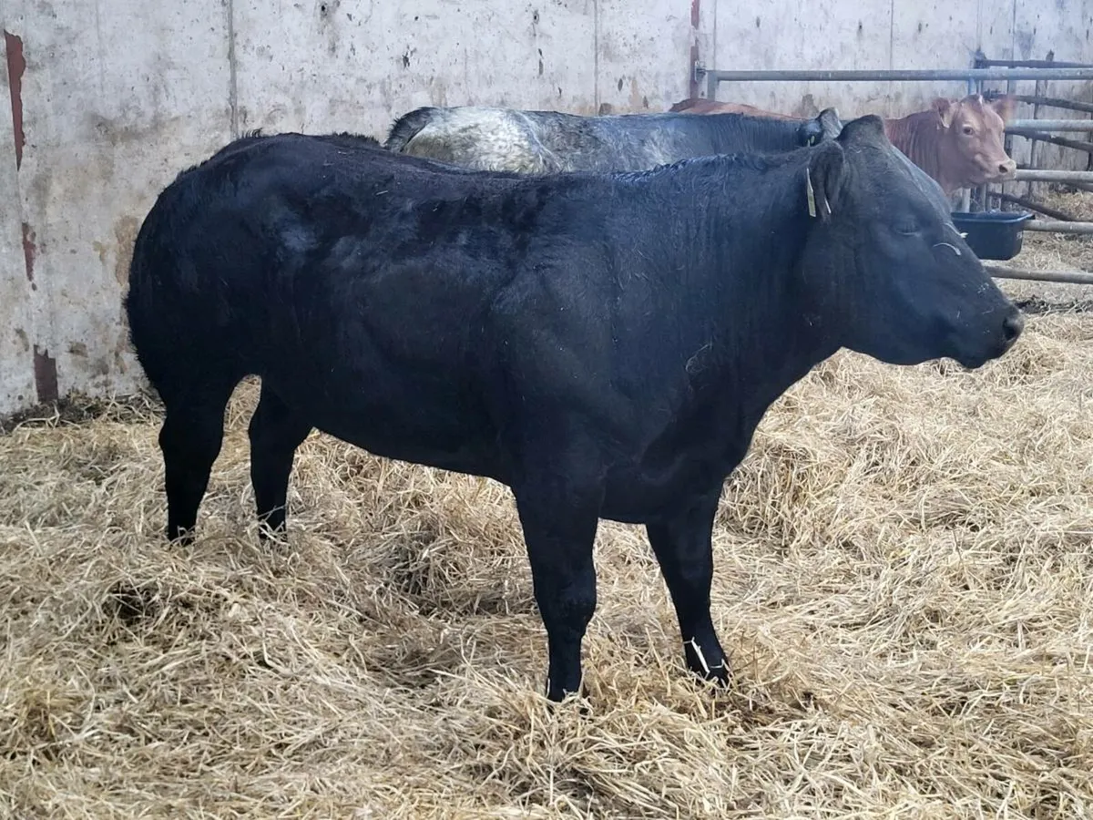 Blue heifers For Gort - Image 2