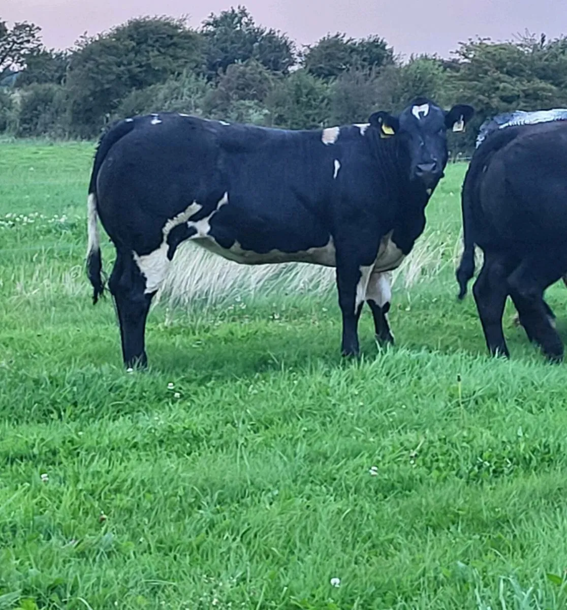 Blue heifers For Gort - Image 3