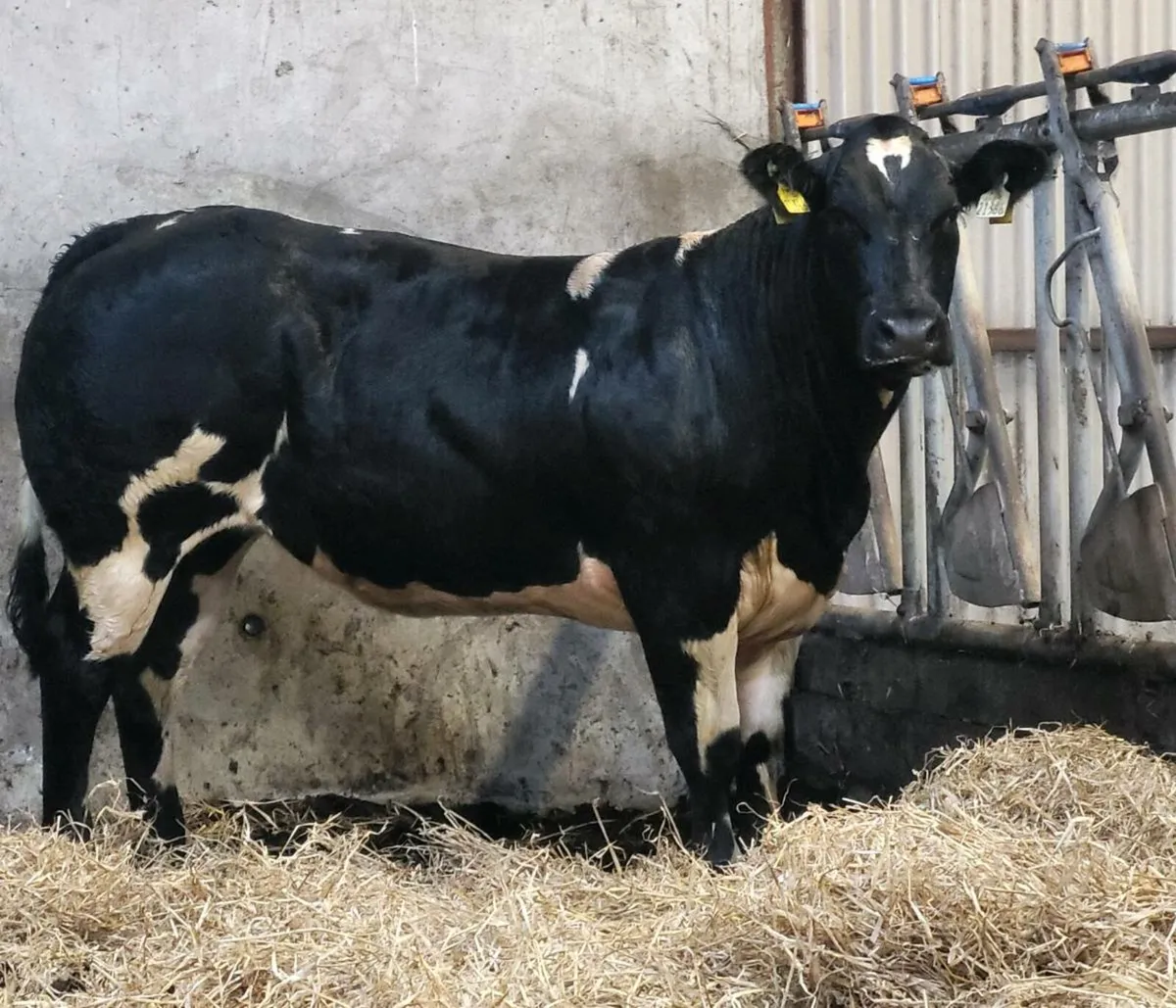 Blue heifers For Gort - Image 4