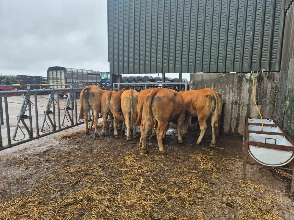 Limousin PBNR Heifers - Image 1