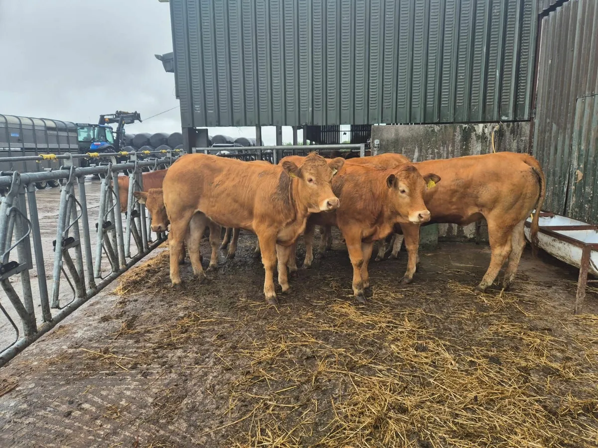 Limousin PBNR Heifers - Image 2