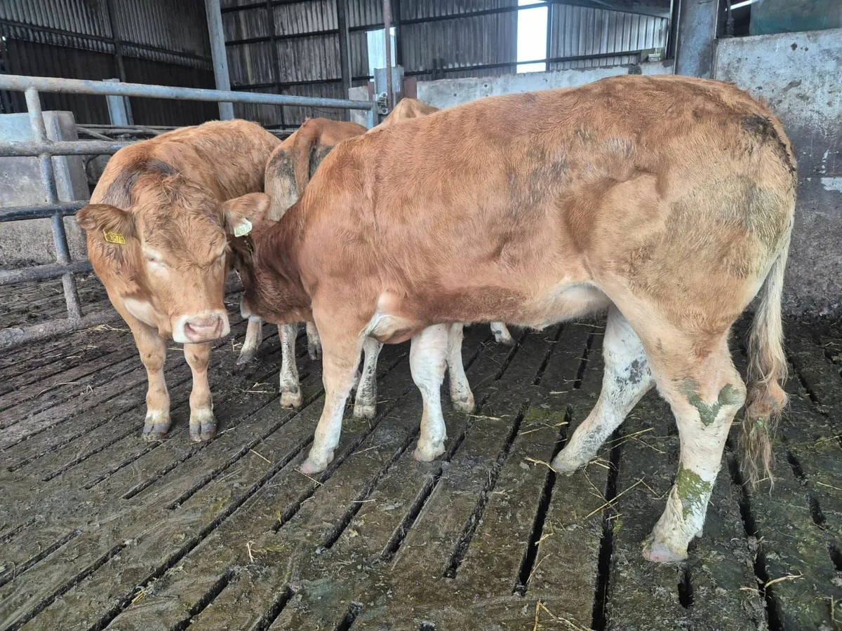 Limousin PBNR Heifers - Image 3