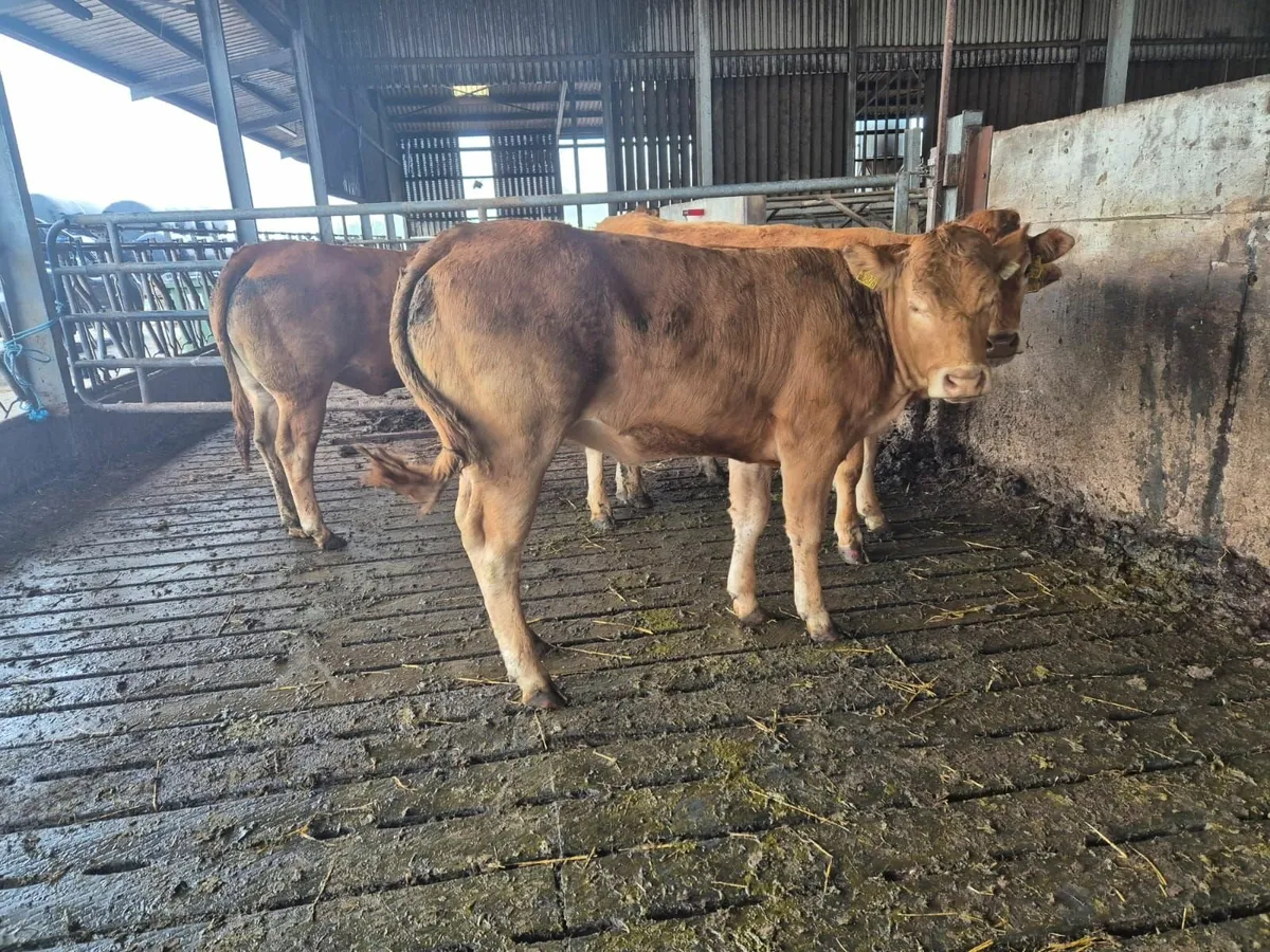 Limousin PBNR Heifers - Image 4