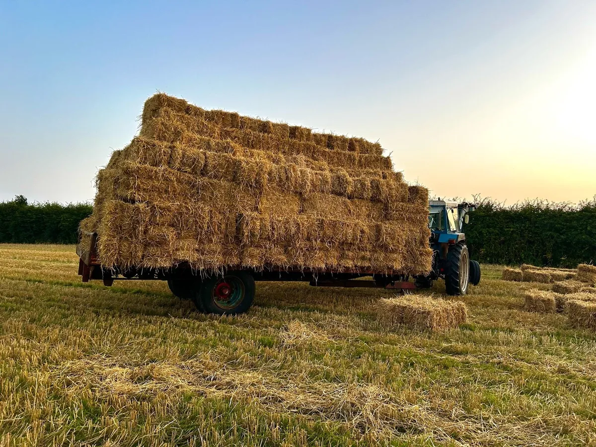 Small Square Bales of Barley Straw - Image 1
