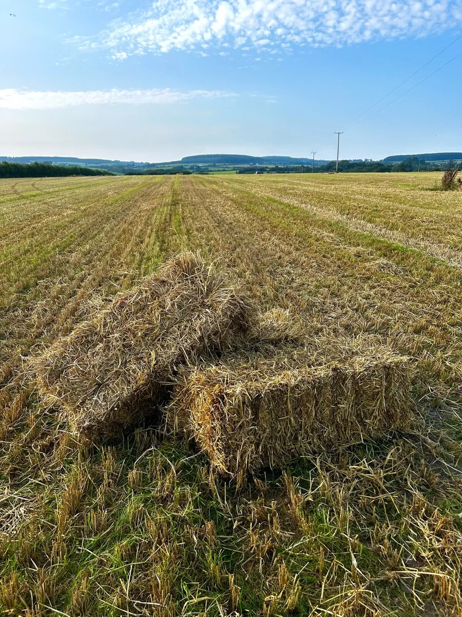 Small Square Bales of Barley Straw - Image 2