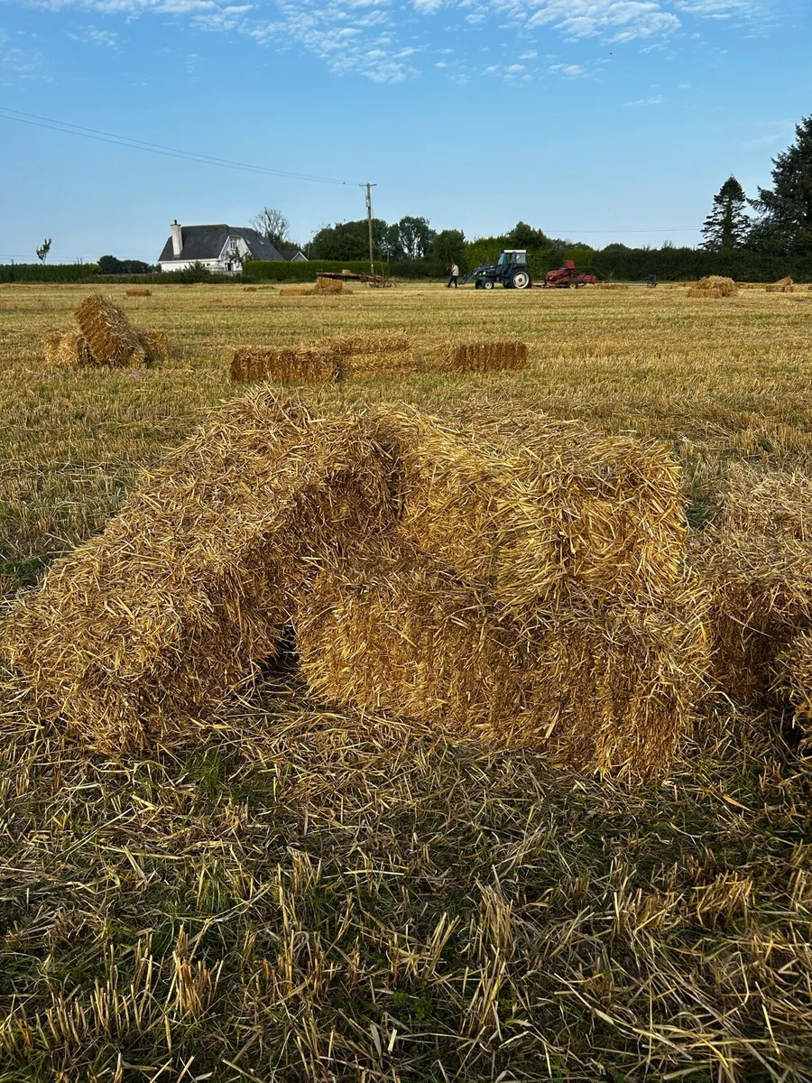 Small Square Bales of Barley Straw - Image 3