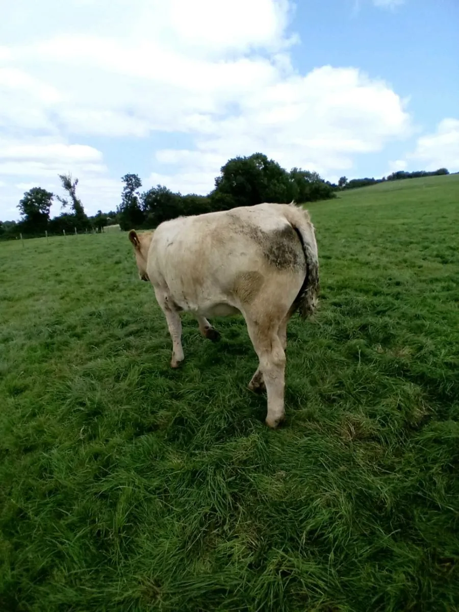 Charolais and Limounin   heifers - Image 2