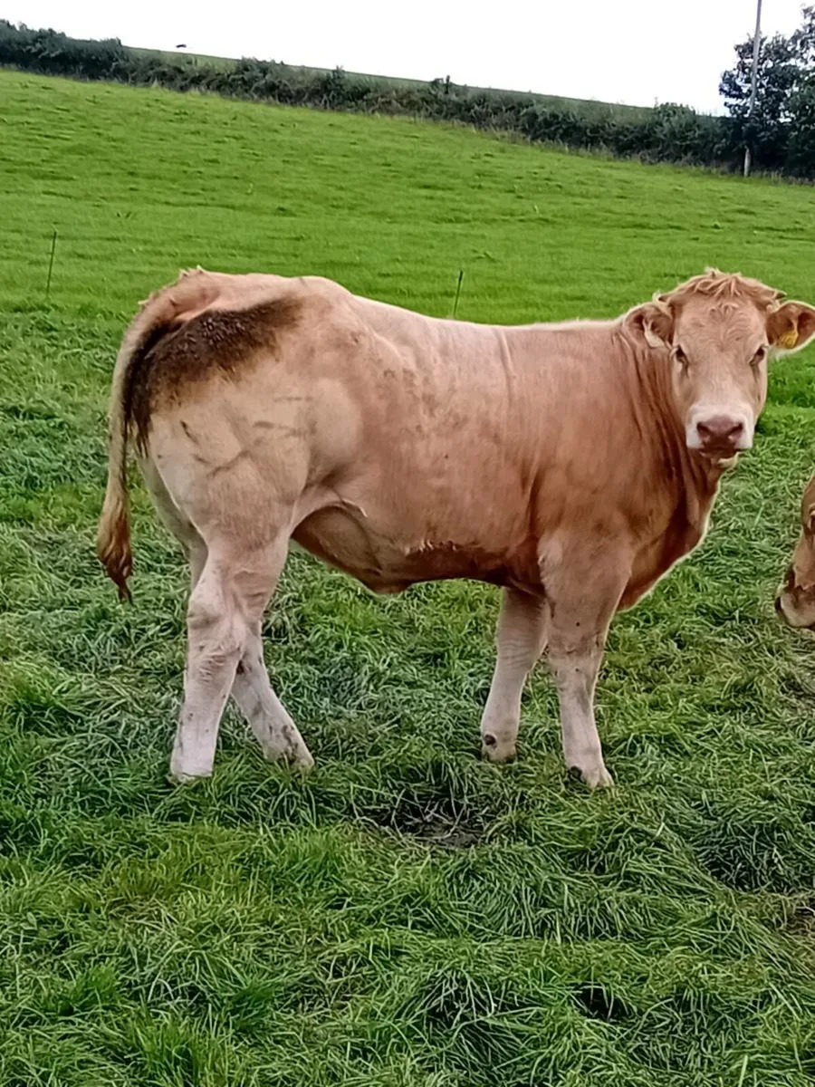 Charolais and Limounin   heifers - Image 3
