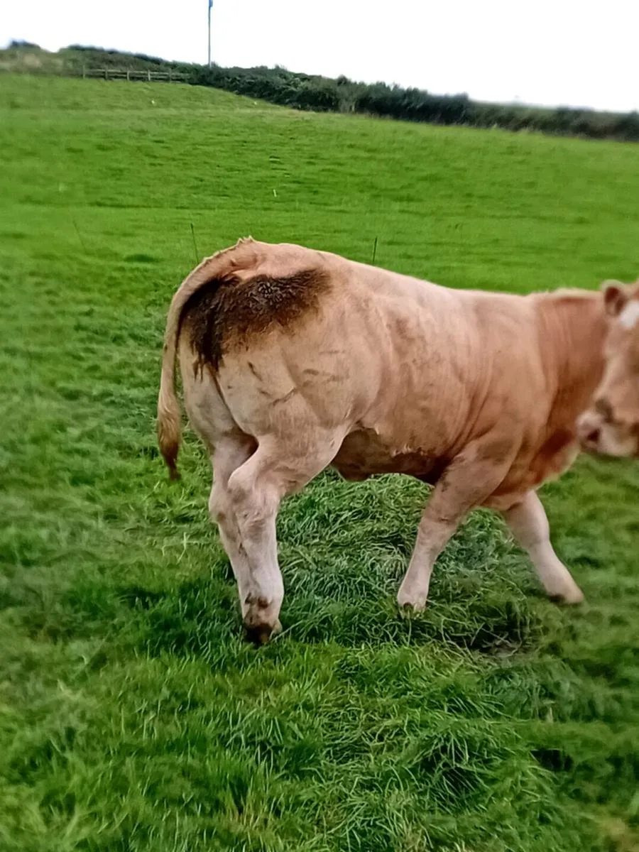 Charolais and Limounin   heifers - Image 4