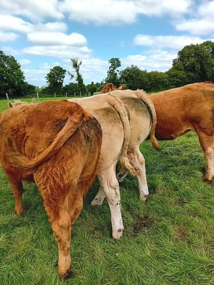 Charolais and Limounin   heifers - Image 1