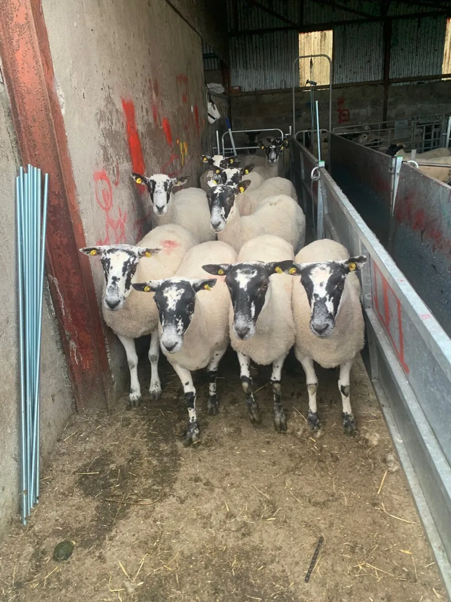 Mule ewes - Image 1