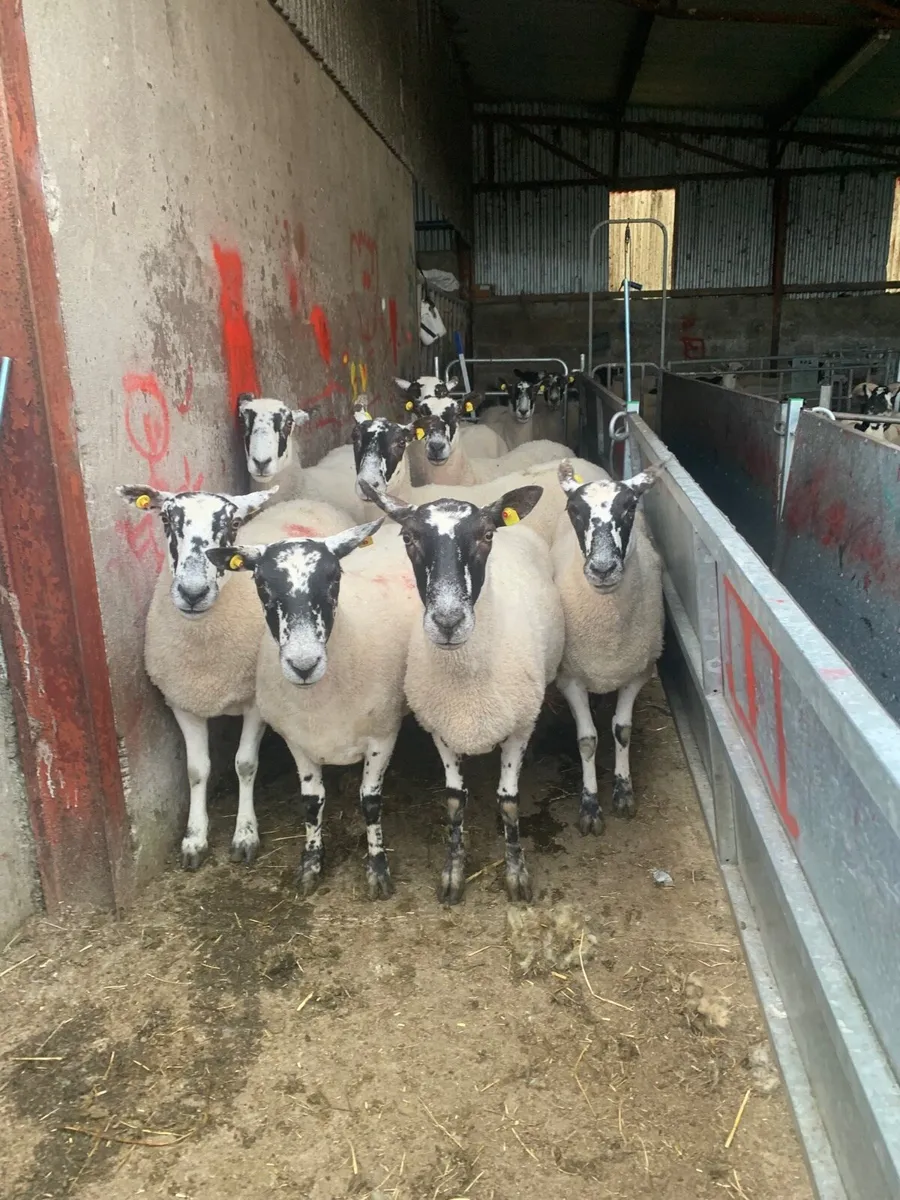 Mule ewes - Image 2