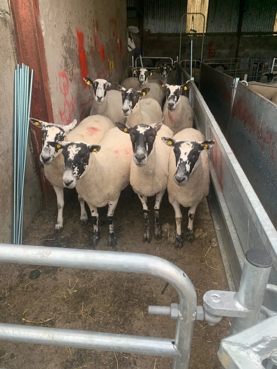 Mule ewes - Image 3