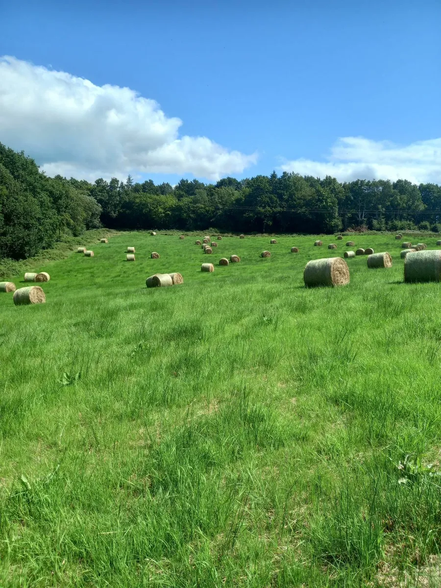 Rushes/ hay
