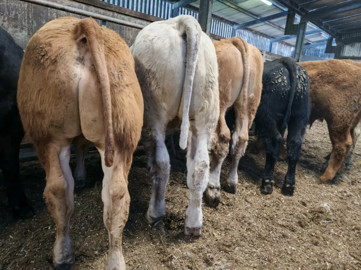 14 Super Bullock's - Image 1