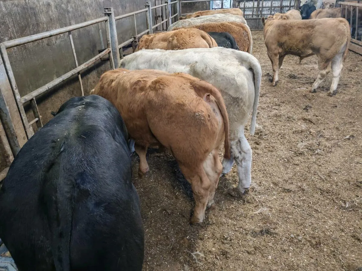 14 Super Bullock's - Image 2