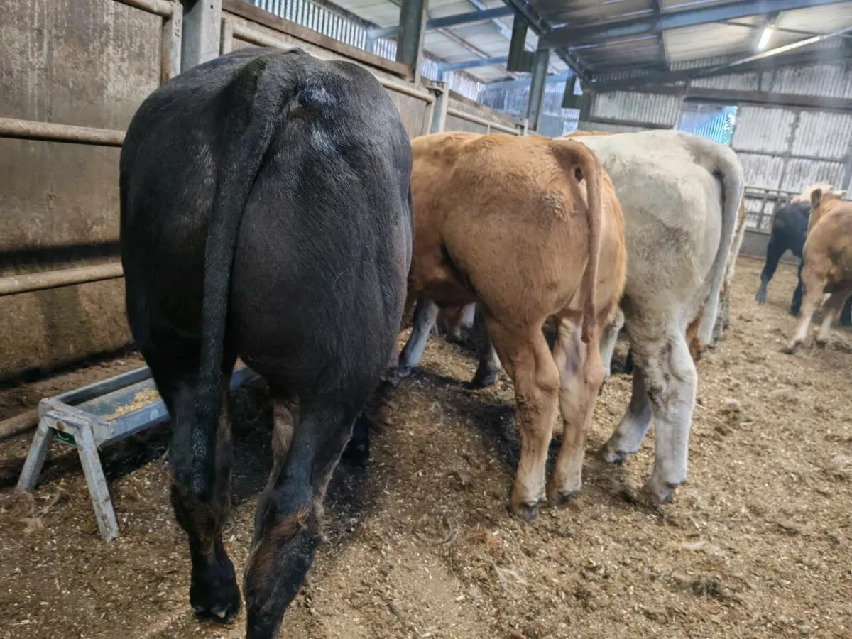 14 Super Bullock's - Image 3