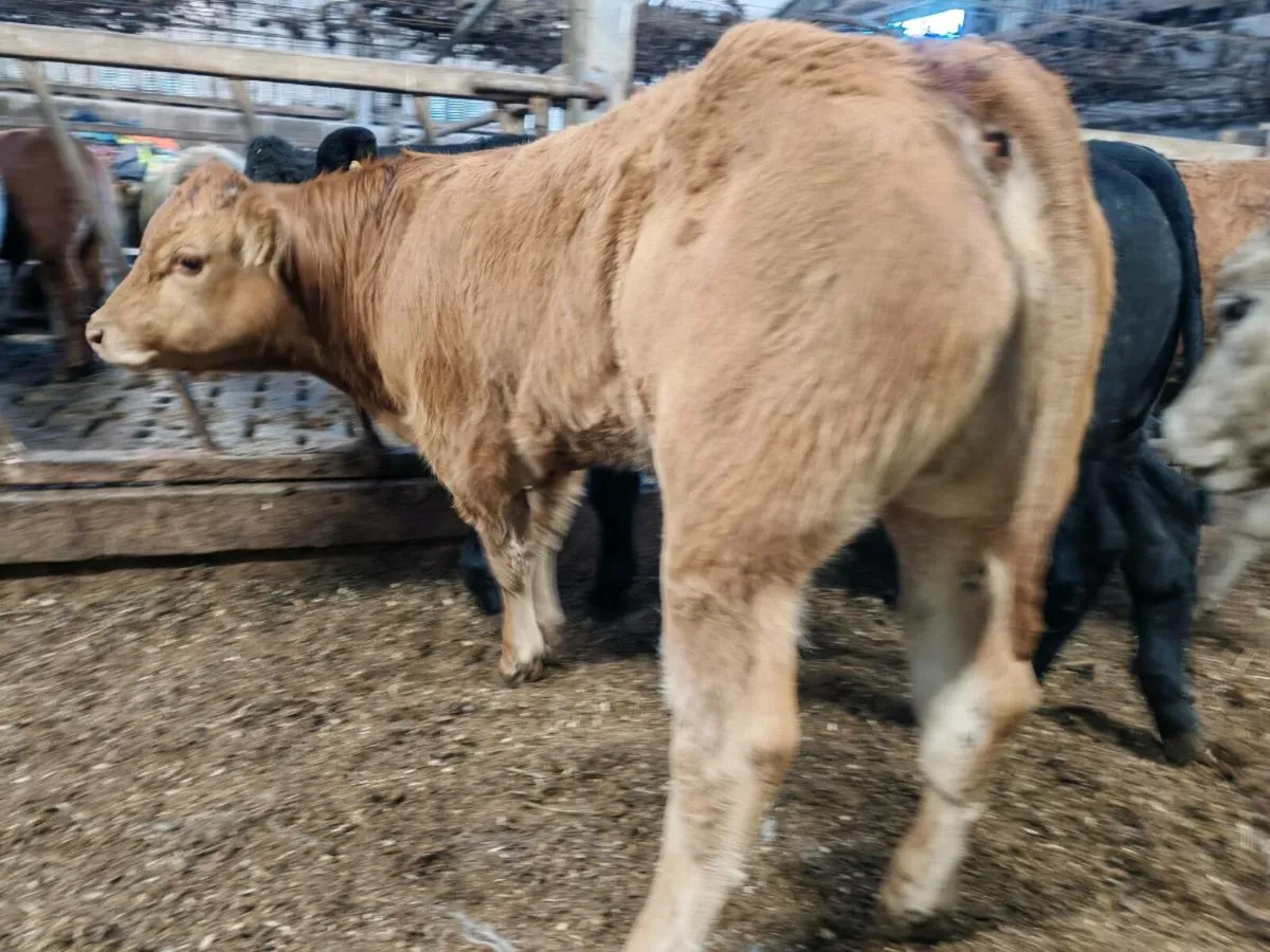 14 Super Bullock's - Image 4