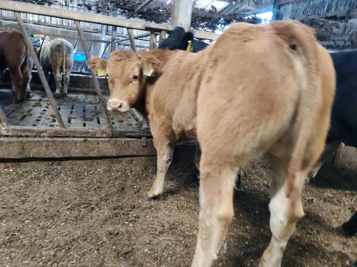 10 Super Bullock's - Image 2
