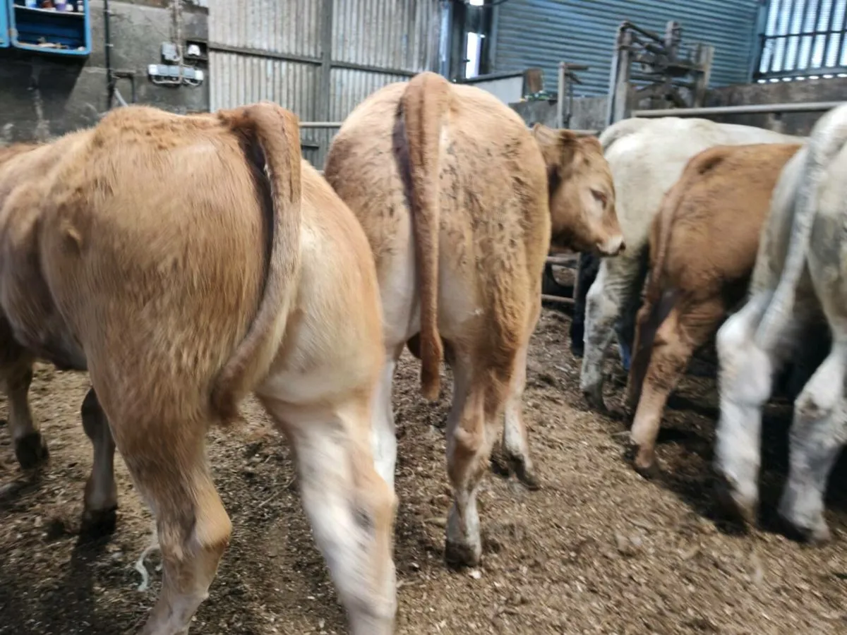 10 Super Bullock's - Image 3