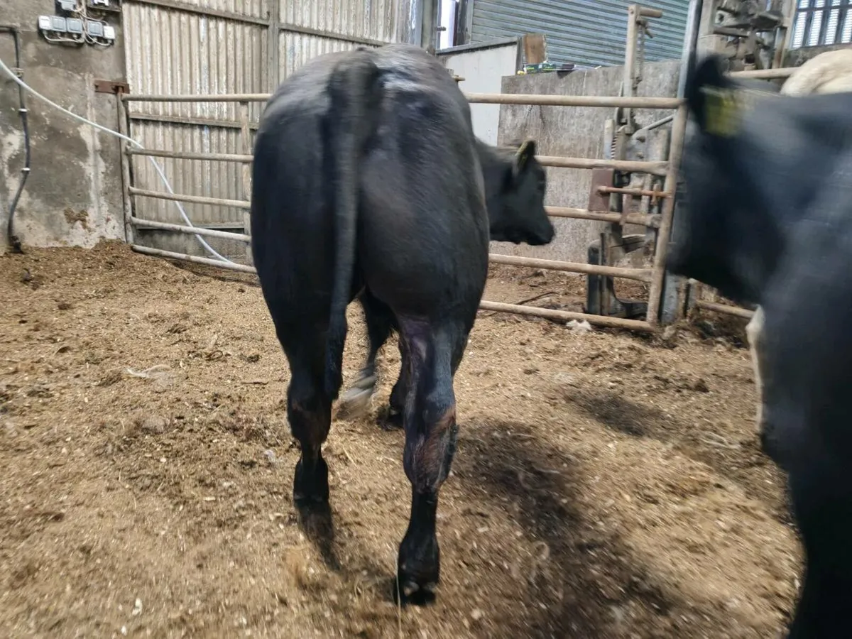 10 Super Bullock's - Image 4