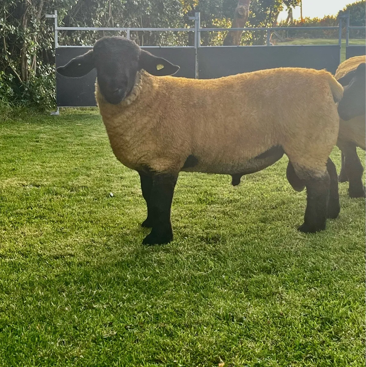 ⭐️Athenry Mart 15thAugust pedigree Suffolk Rams ⭐️ - Image 2