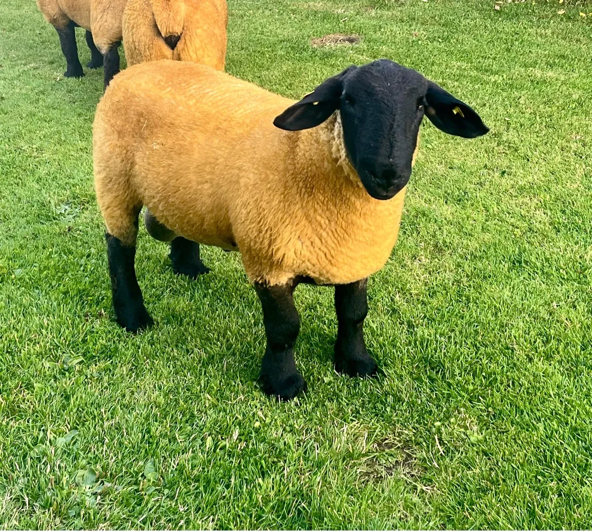 ⭐️Athenry Mart 15thAugust pedigree Suffolk Rams ⭐️ - Image 3