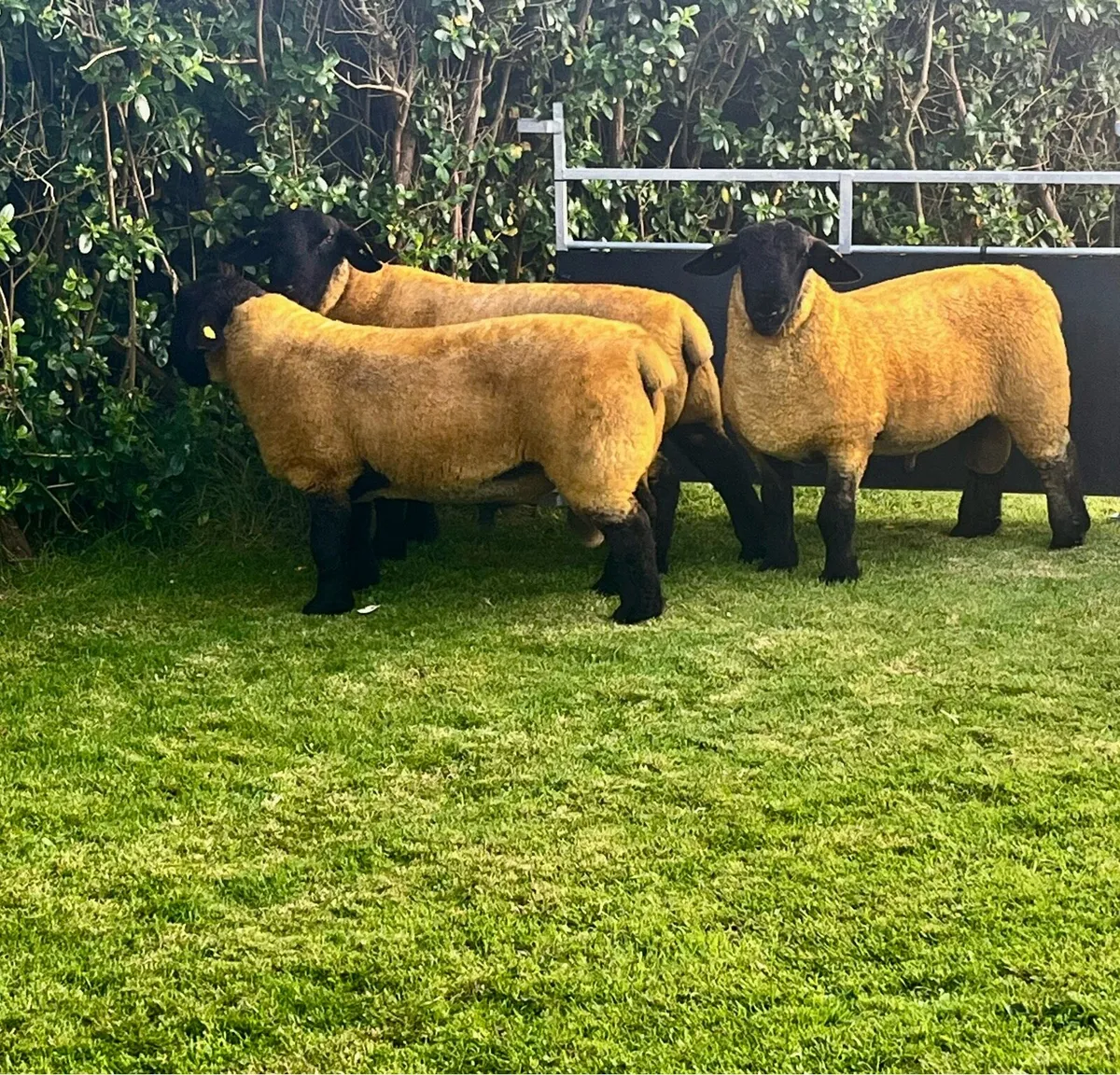 ⭐️Athenry Mart 15thAugust pedigree Suffolk Rams ⭐️ - Image 4