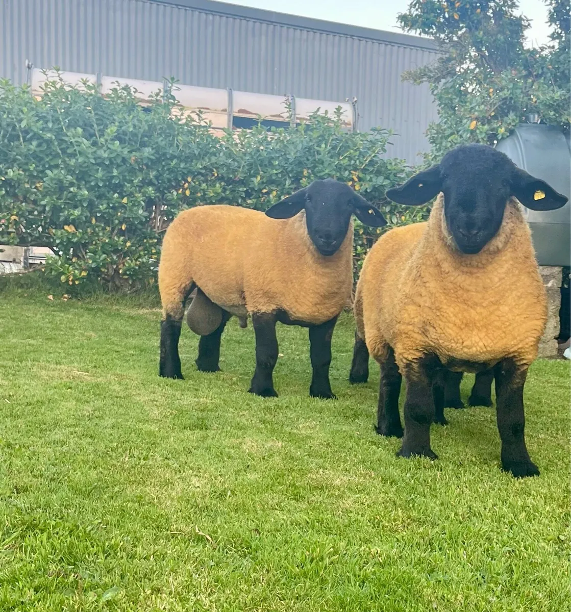 ⭐️Athenry Mart 15thAugust pedigree Suffolk Rams ⭐️ - Image 1
