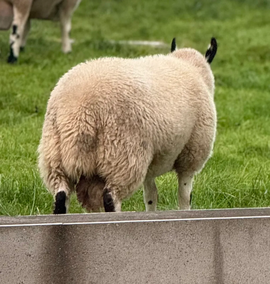 Kerry Hill Ram Lambs - Image 2