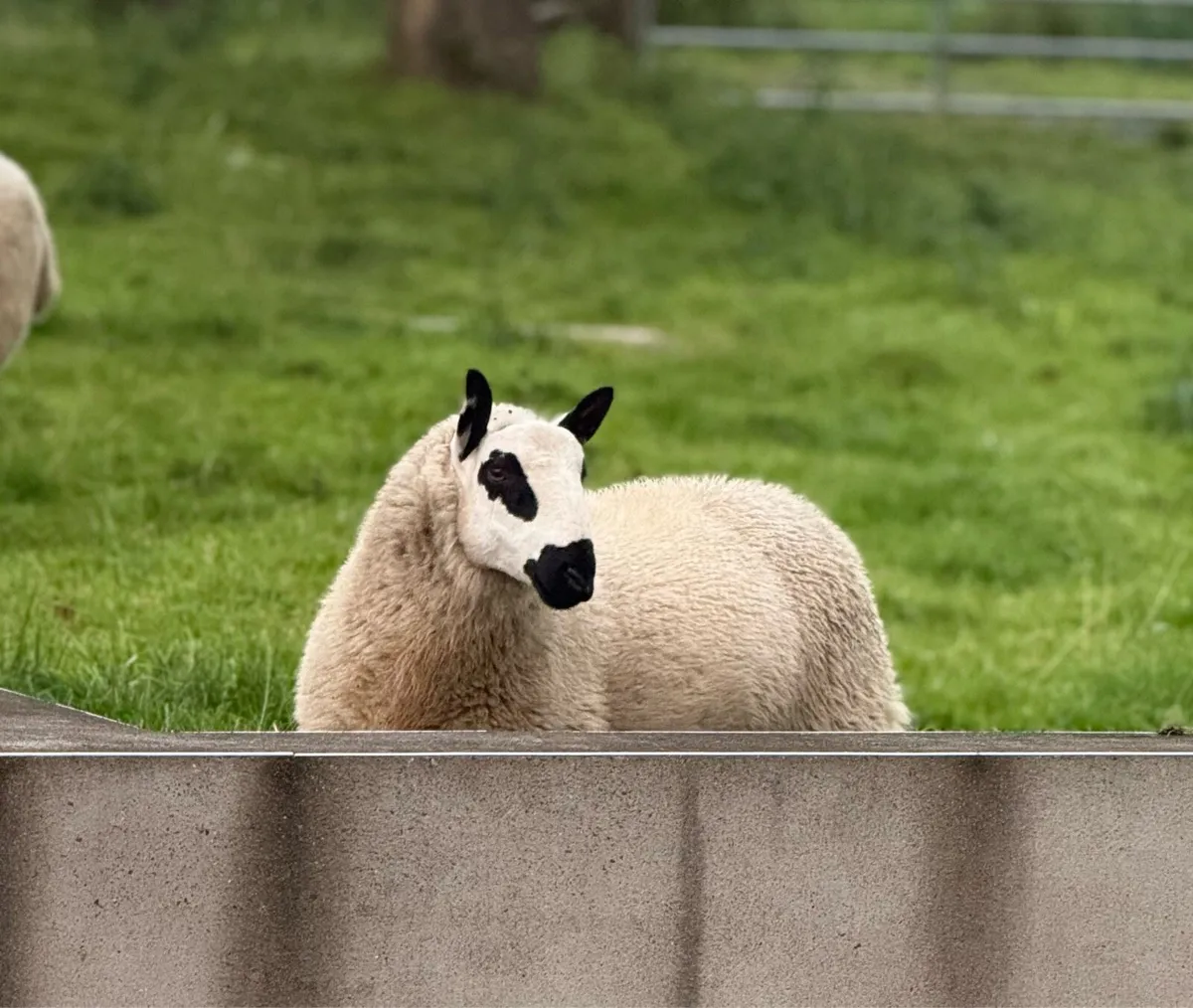 Kerry Hill Ram Lambs - Image 1