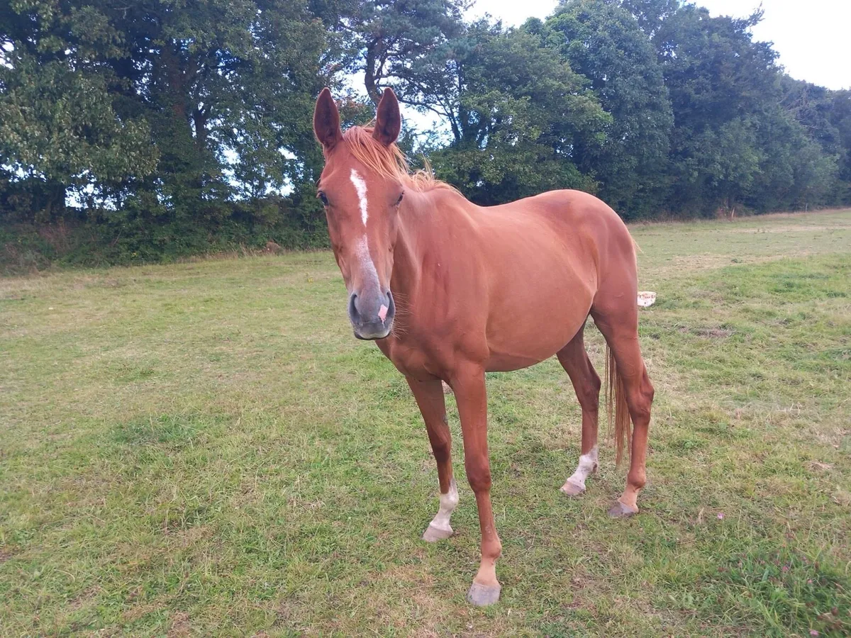 3 yr filly - Image 1