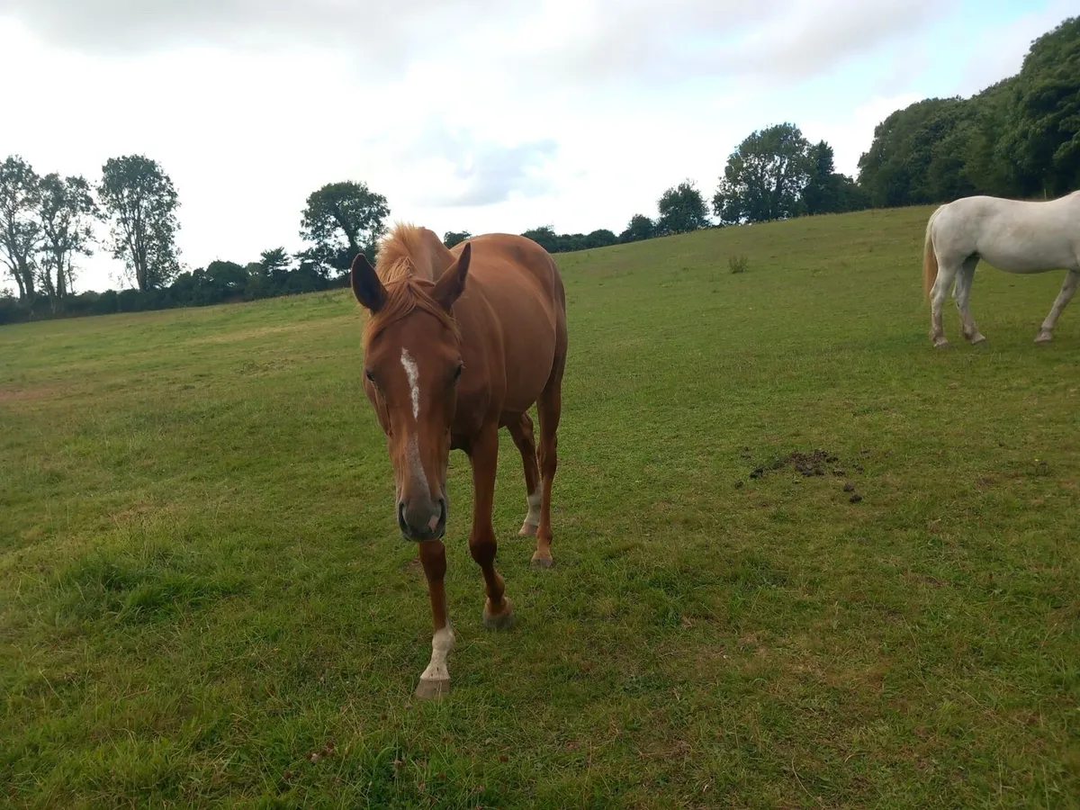 3 yr filly - Image 2
