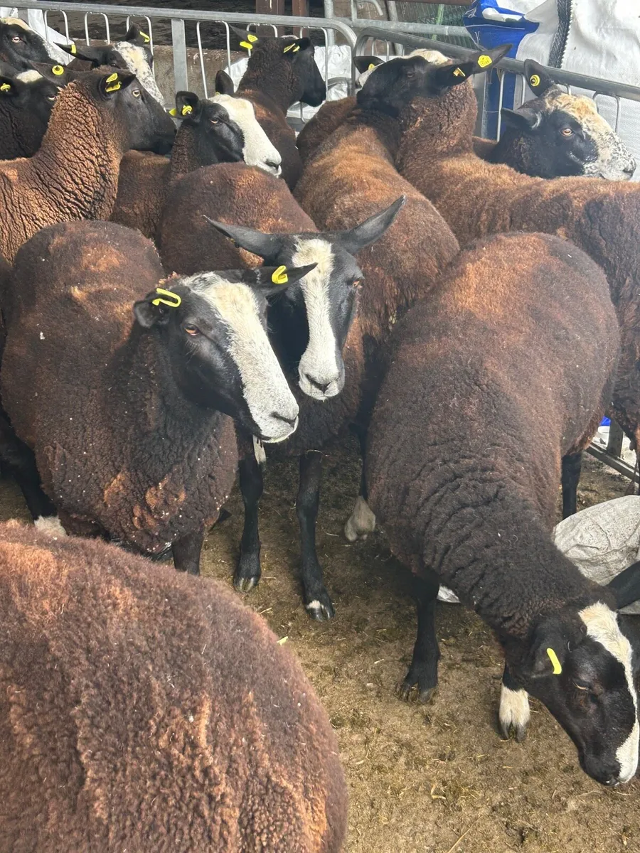 Strong zwartable ewe Hoggets for sale - Image 1