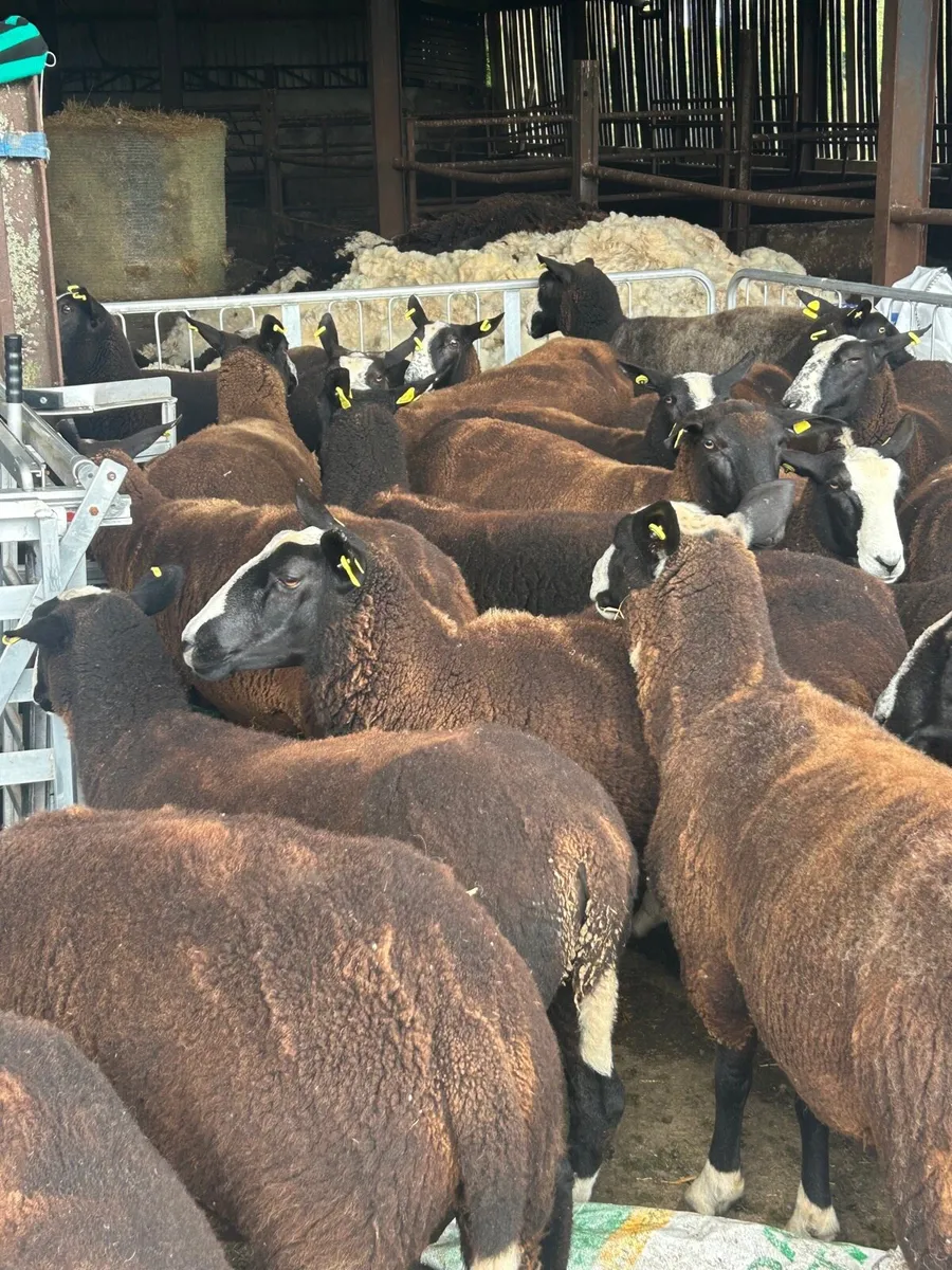 Strong zwartable ewe Hoggets for sale - Image 2